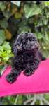 Pudel Toy/Miniatura czarna suczka Black Toy