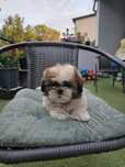 Szczeniaczek shih tzu