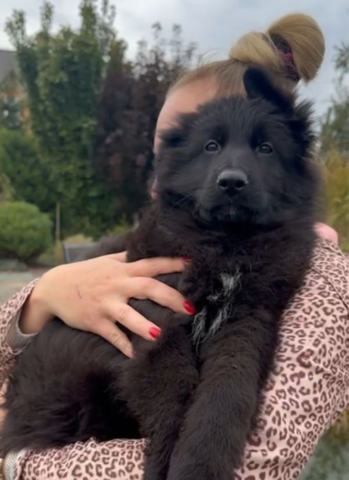 Цуценя Німецької вівчарки (ЧОРНИЙ)