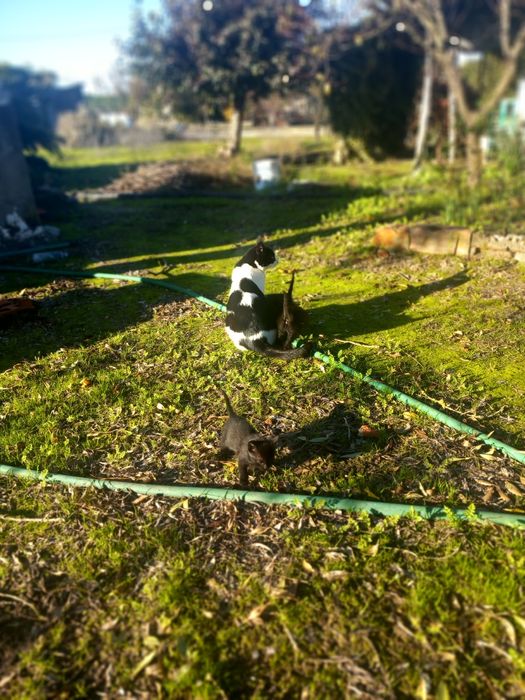 Adoção de gatinhos bebés