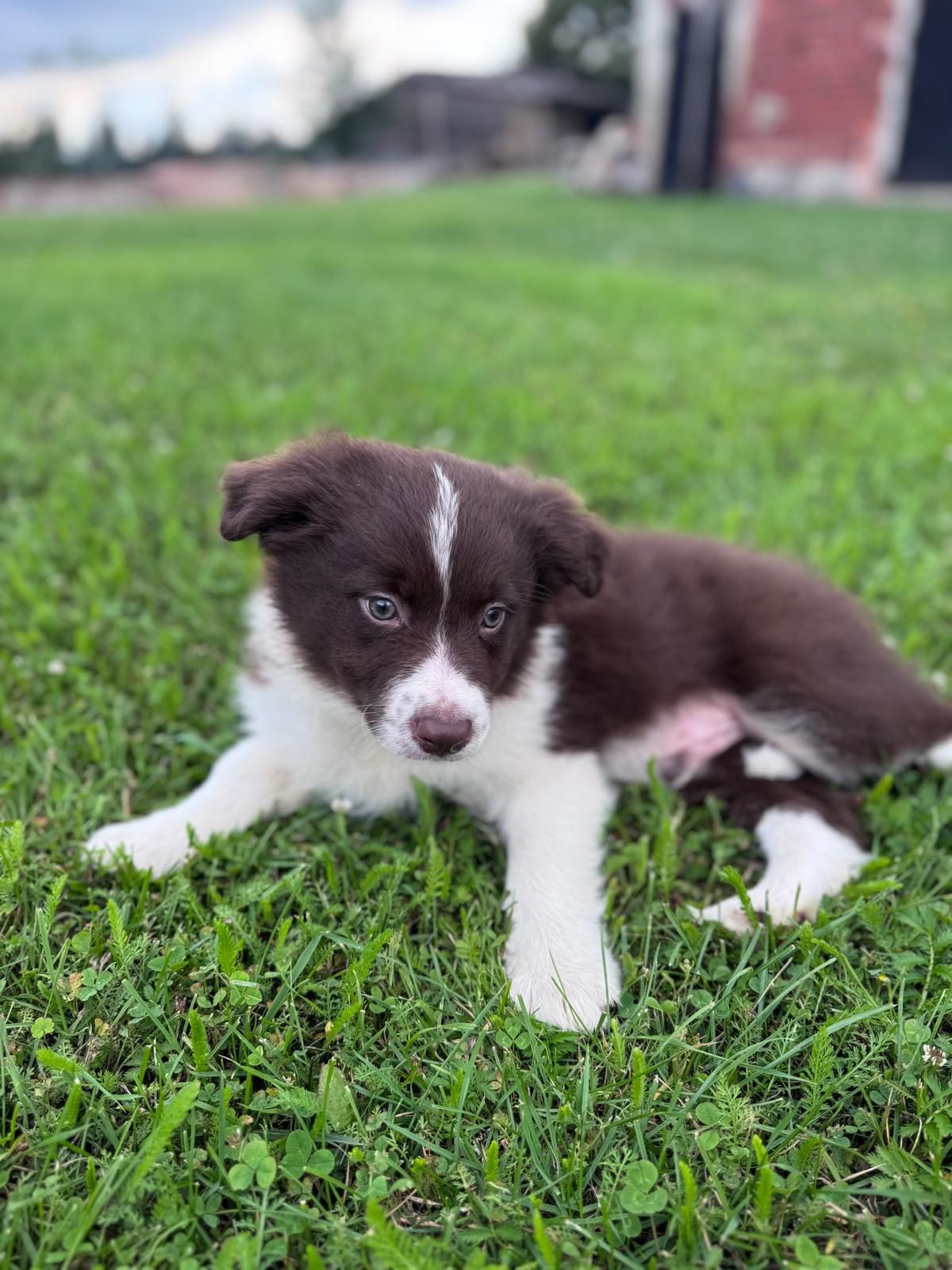 Piesek Border Collie