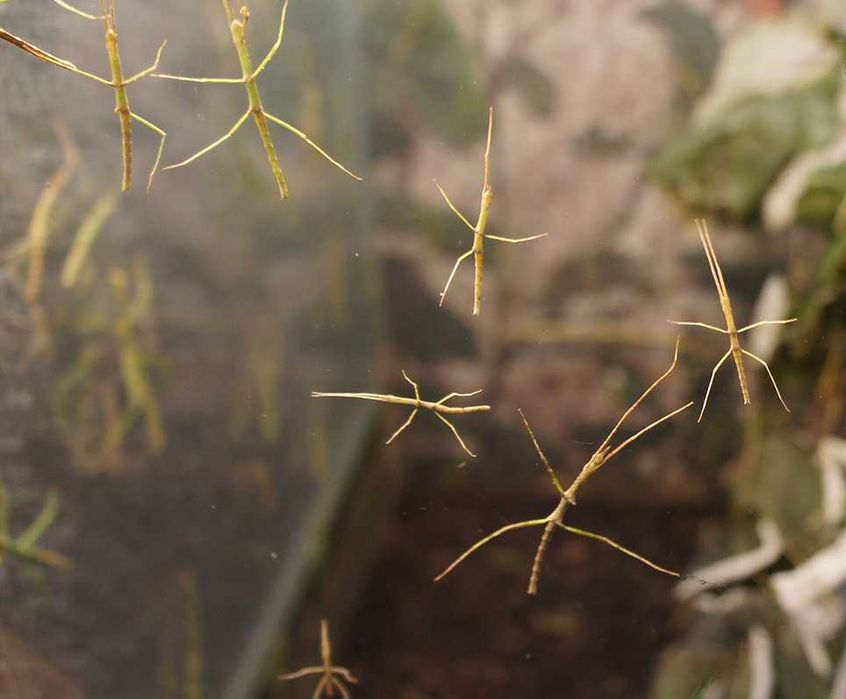 Młode patyczaki rogate około 4 cm- 8 cm (20 sztuk) wysylka OLX