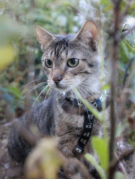 Piękniś szuka domu