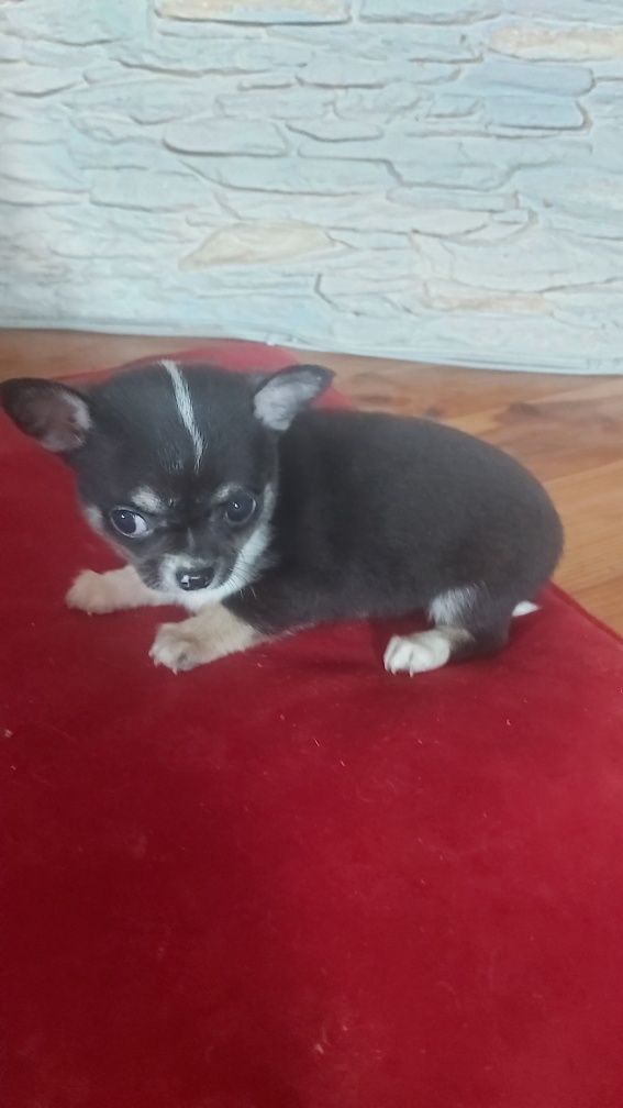 Chihuahua Trikolor piesek