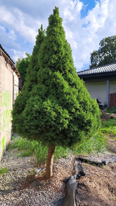 Świerk biały duży