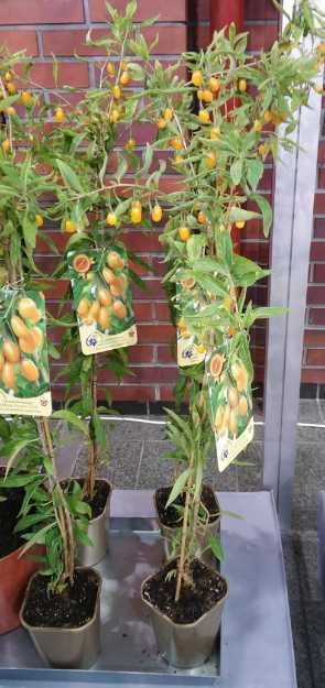 Jagoda Goji!New Big i lycium Ch.!Sadzonki Miododajne!Goja Ładne zdrowe