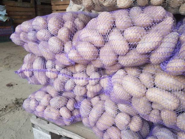 Sprzedam ziemniaki jadalne: Catania, Irga, Ricarda