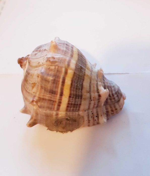 Muszla Morska  Melongena 5 x 4 cm