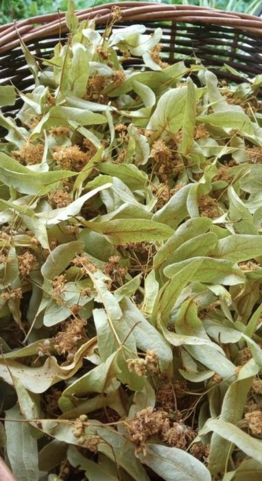 Kwiat suszonej lipy tegorocznej 2025r