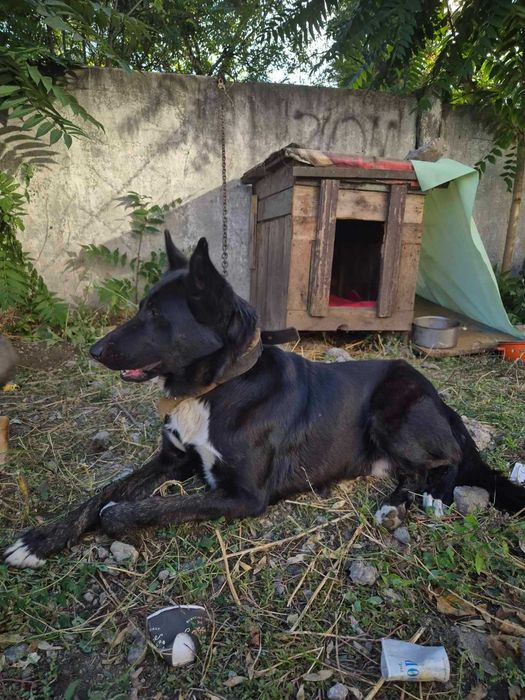 Отдается метис овчарки в хорошие руки