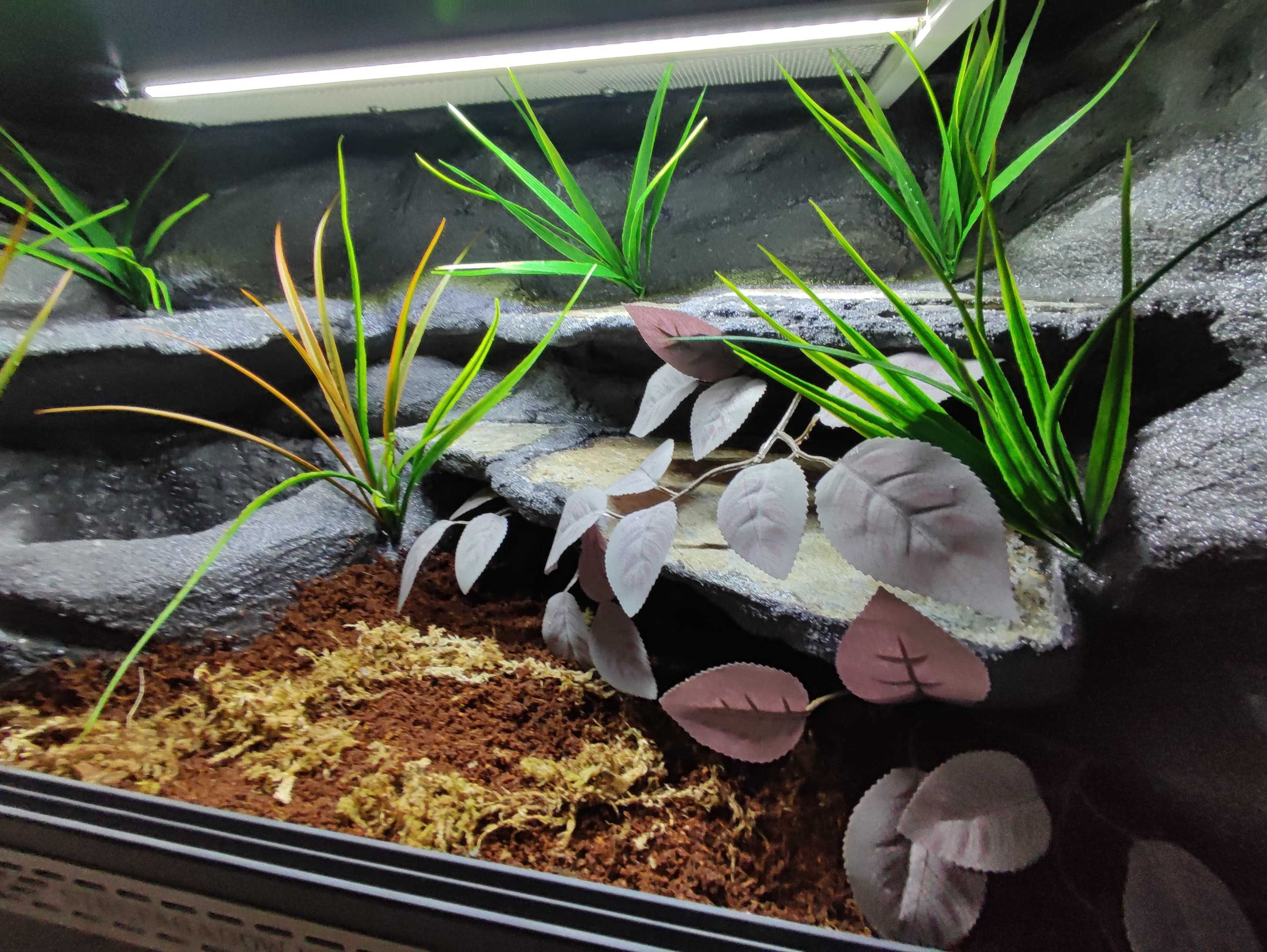 Terrarium tropikalne nr742 80/40/40 dla węża boa pyton DOSTĘPNE