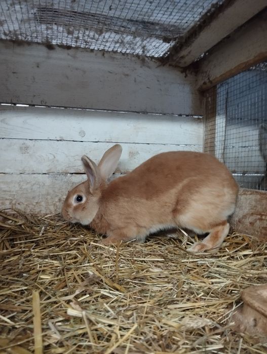 Króliki Samce Sprzedam