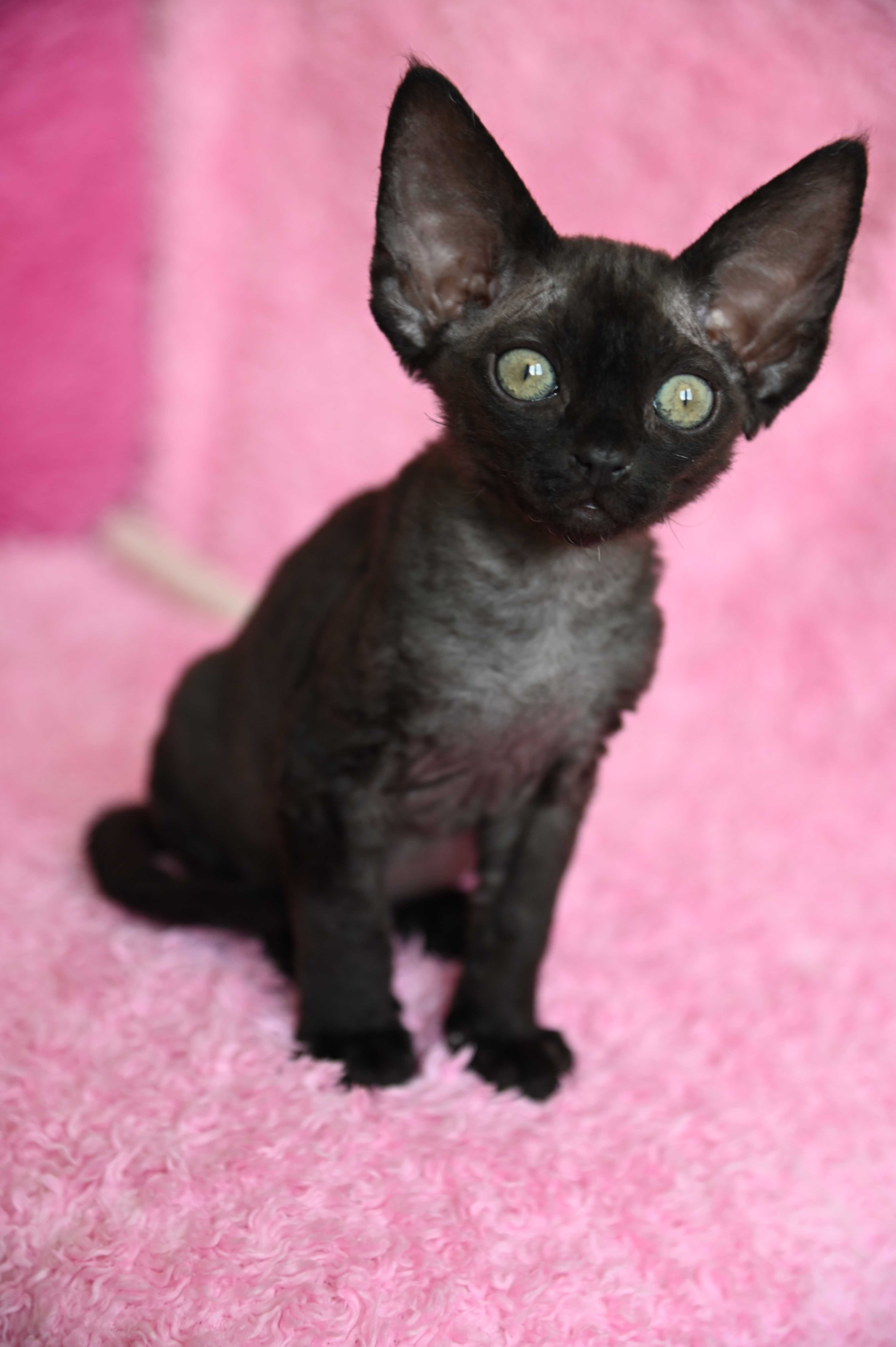 Bianka koteczka Devon Rex
