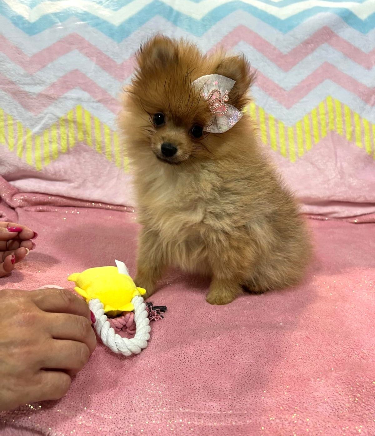 Lulu da Pomerânia menina Mini com Lop e Afixo
