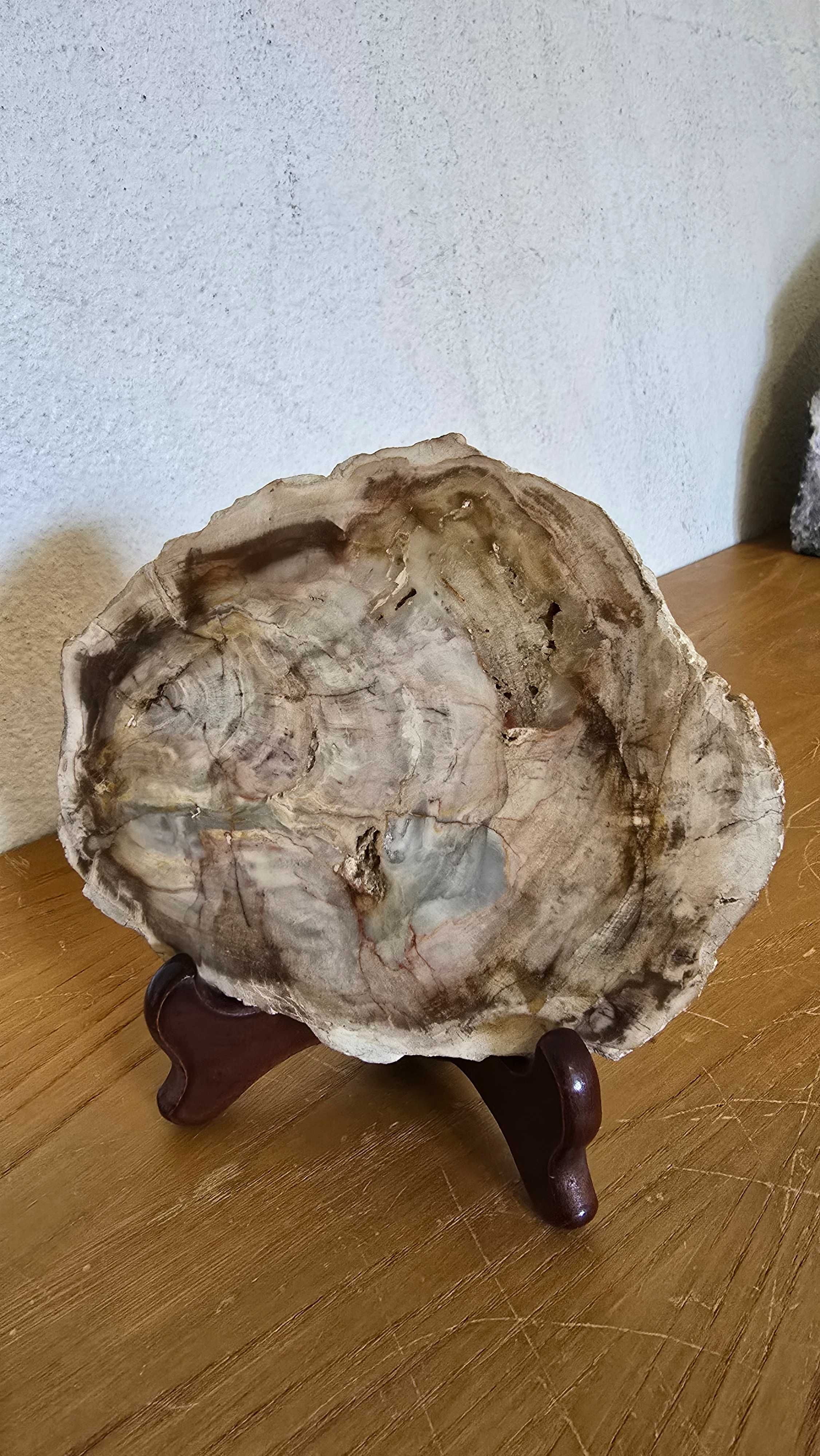 Coleção de Minerais e Fósseis - Peças Premium - Conjunto Especial