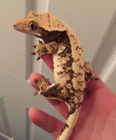 Реснитчатый геккон-бананоед — маленький дракон ящерица для новичков