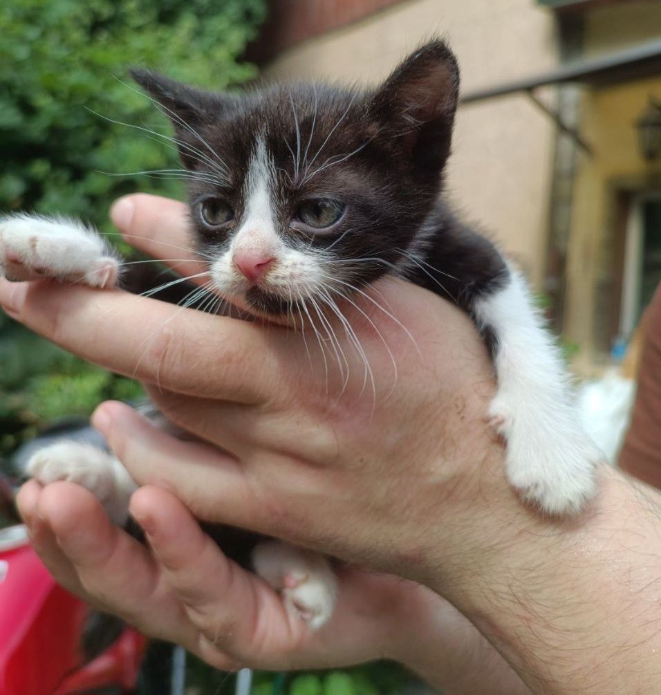 Котята бесплатно в добрые руки