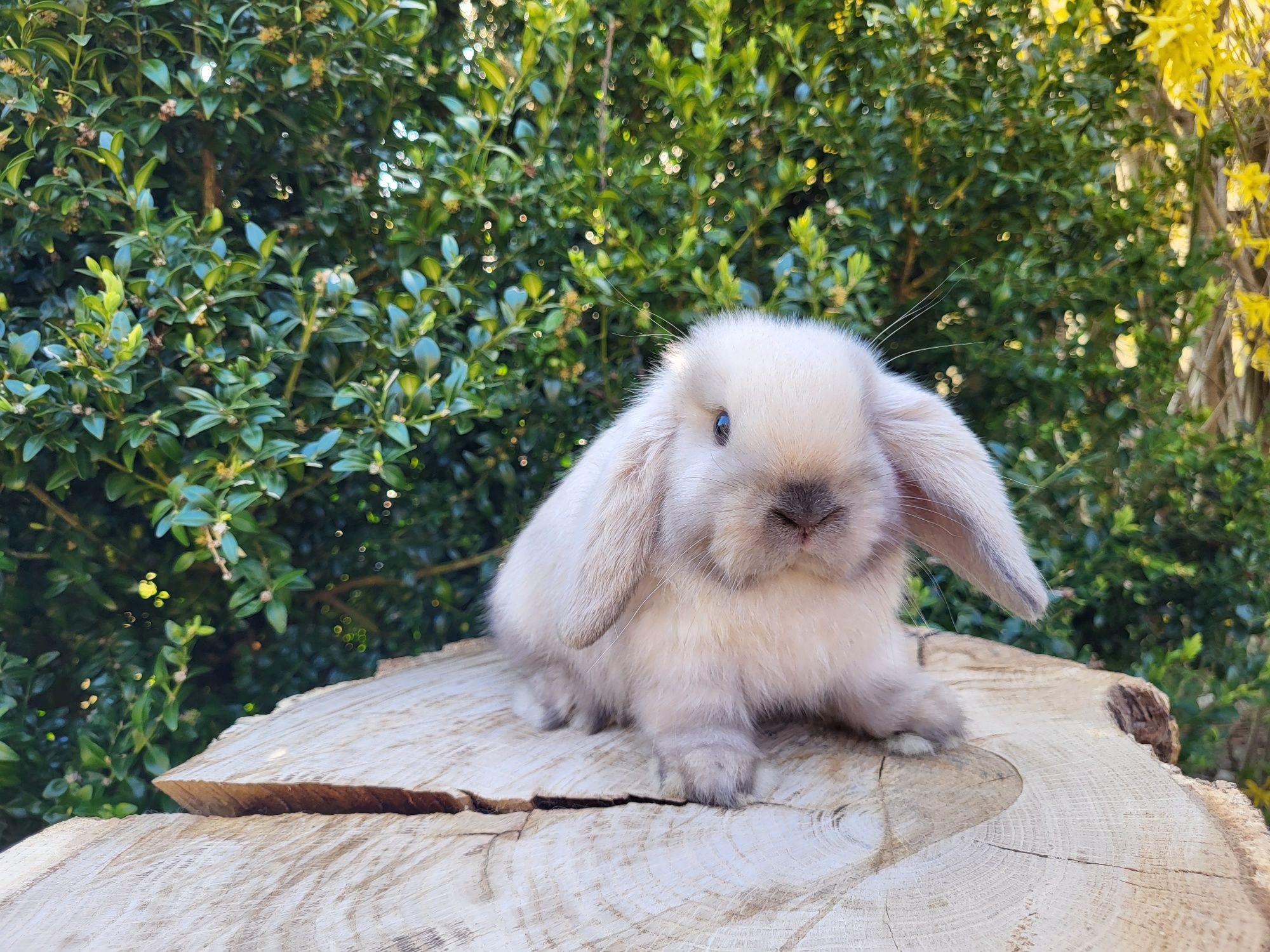 Urocze króliczki Mini Lop, gotowe do odbioru, badania i szczepienia.