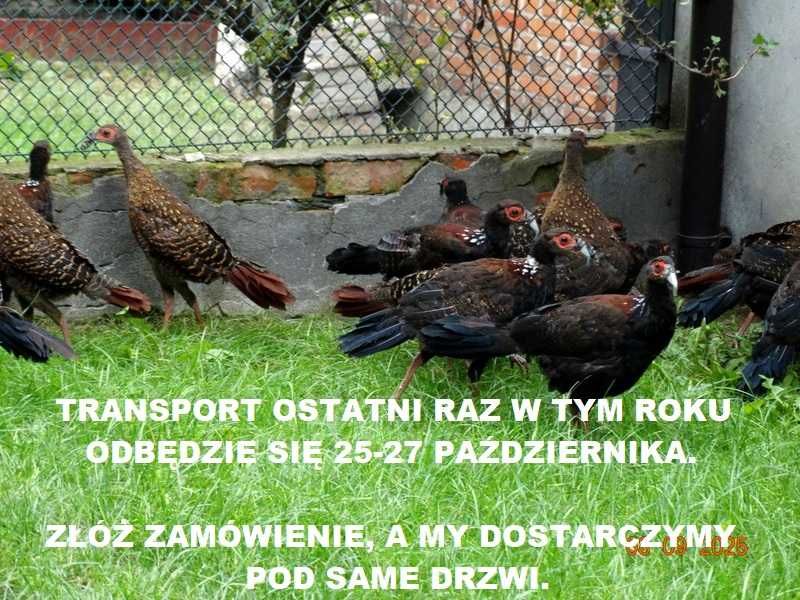 Sprzedam Bażanty Swinhoe (Bażant, Kiściec) z 2025r. - Ostatnie 6 Sztuk