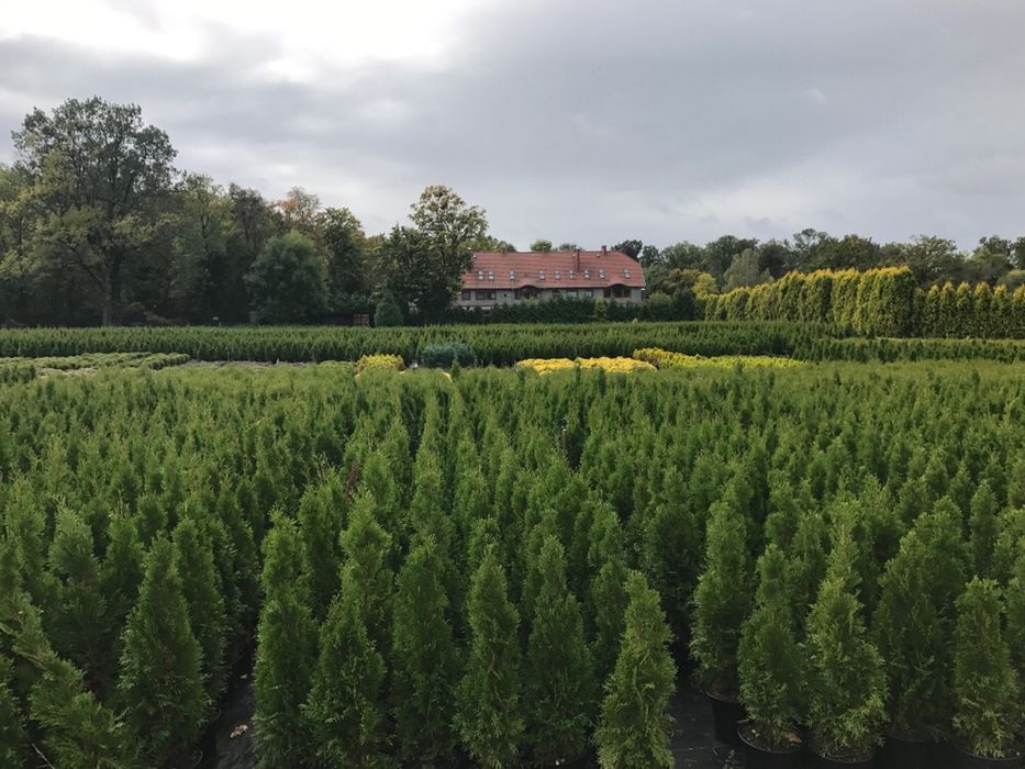 Tuja Thuja Żywotnik „Szmaragd” ok. 260-280 cm Szkółka WROCŁAW