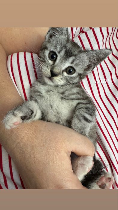 Віддамо котеня в добрі руки