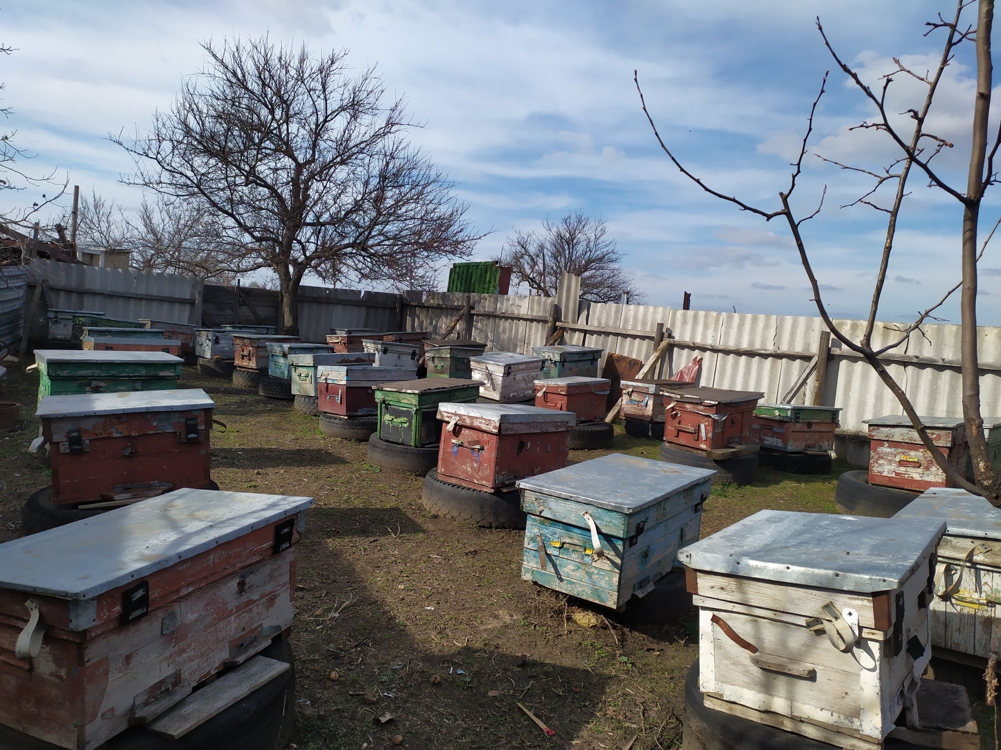 Продам  пчелосемьи, пчелопакеты и отводки.