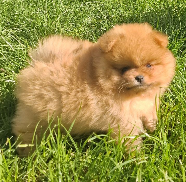Pomeranian szpic miniaturowy
