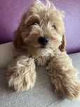 Szczeniak Maltipoo