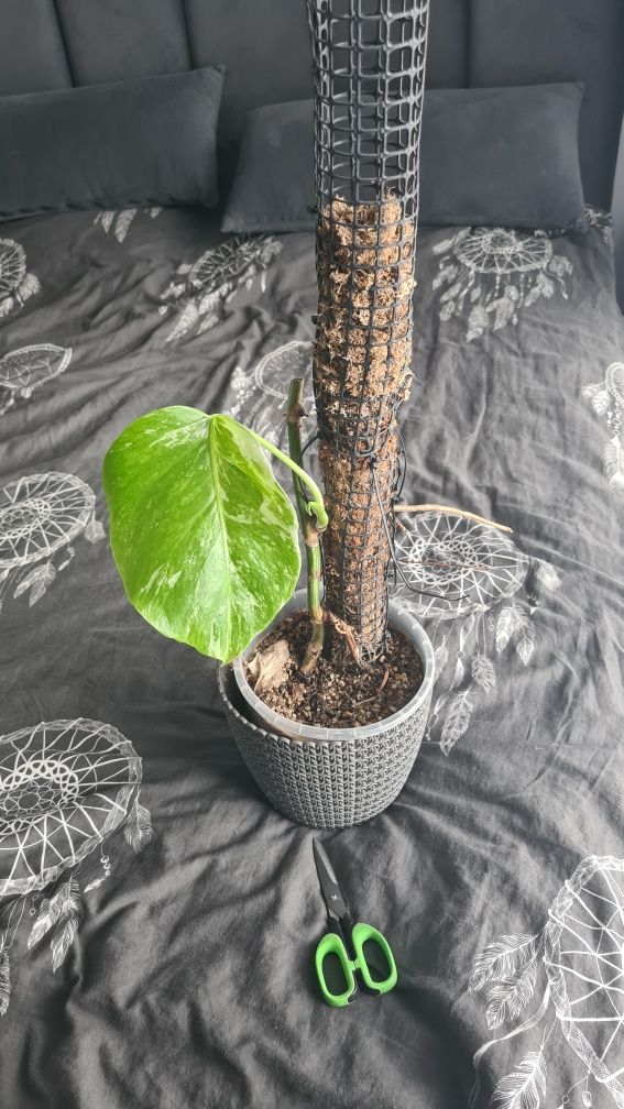 Sprzedam Anthurium monstera variegata