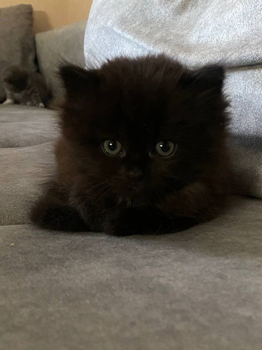 Кошенята в добрі руки