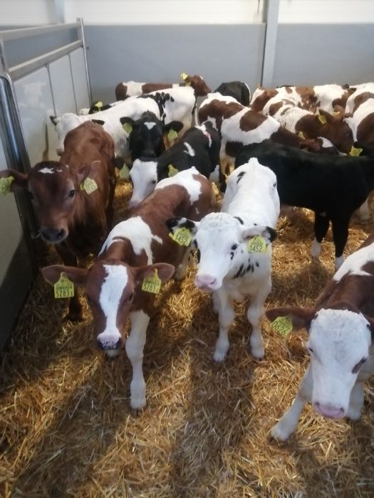 Byczki jałówki polskie Zduny