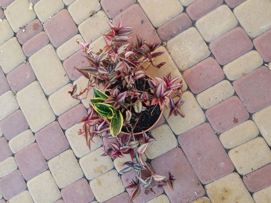 Традесканція чудова