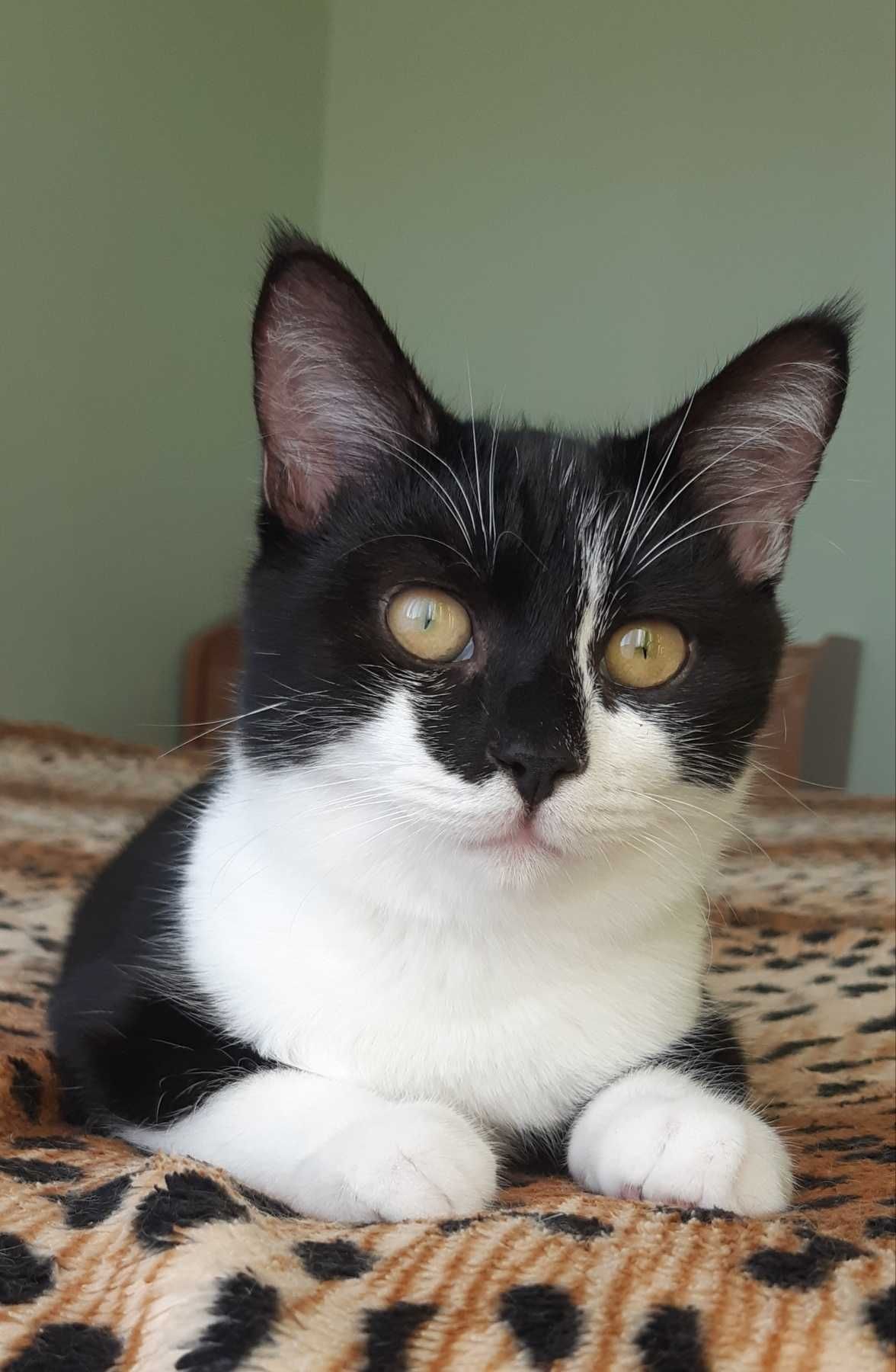 Котенок Челси ищет дом