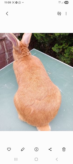 Sprzedam samca burgunda 8 miesiecy