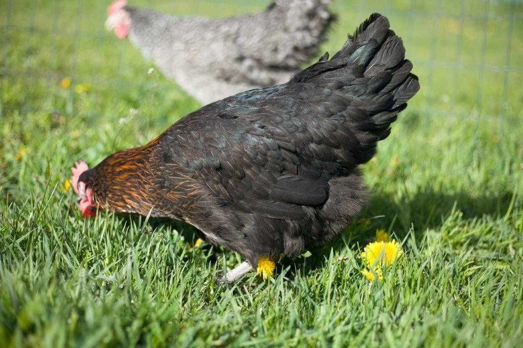 Kurki kokoszki nioski Rosa kolorowa odchowana na wybieg wolny