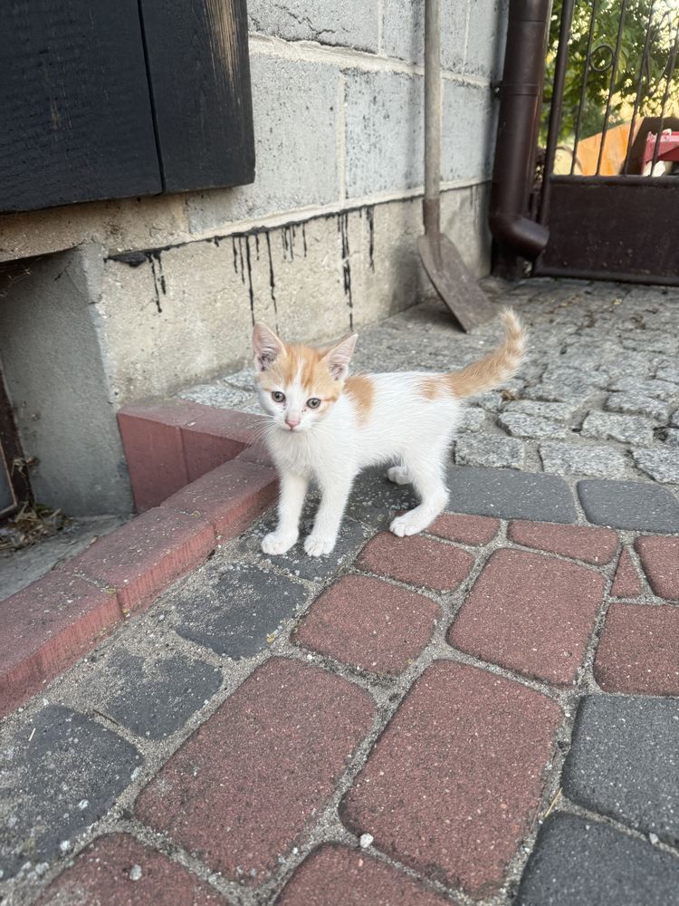 Oddam koty kotki w dobre ręce