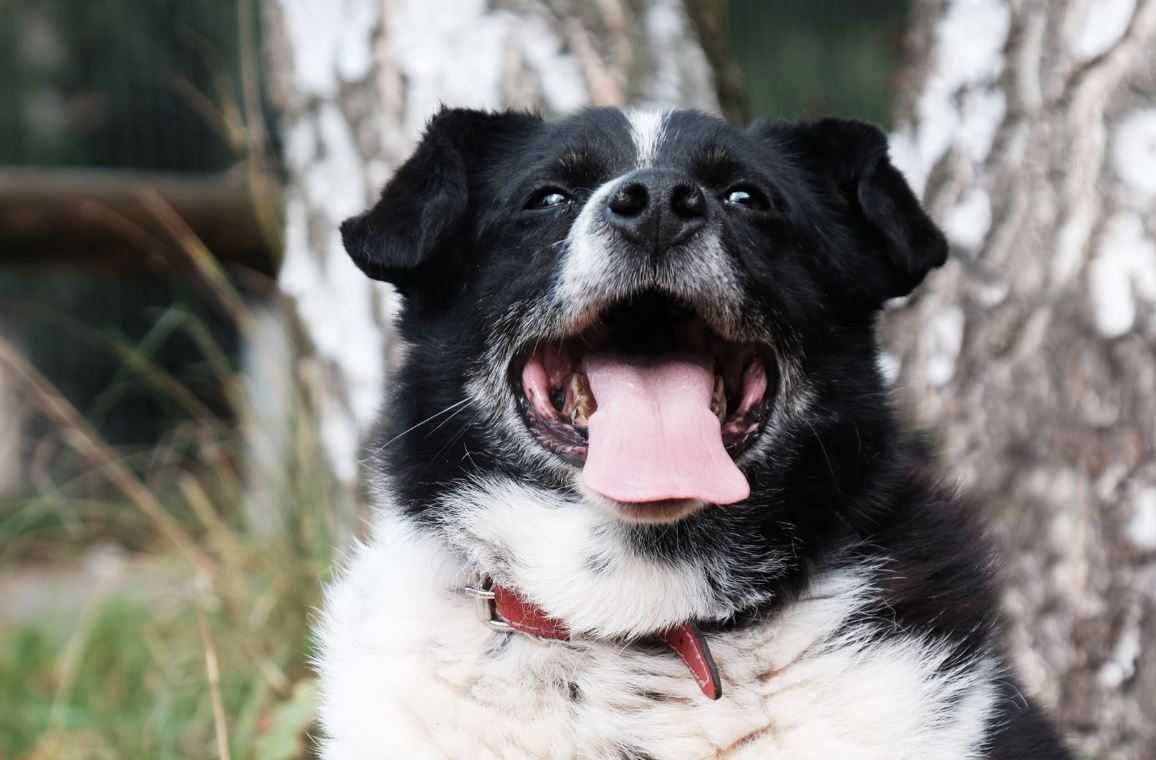 Uroczy, uśmiechnięty Klopsik poleca się do adopcji!!!