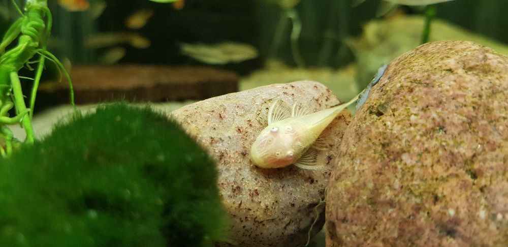 Młody złoty glonojad Ancistrus 3-5 cm