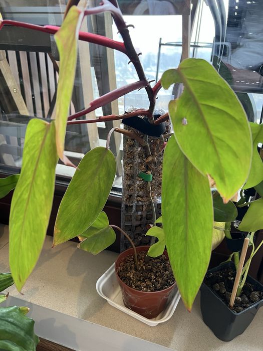 Zarezerwowane do jutra