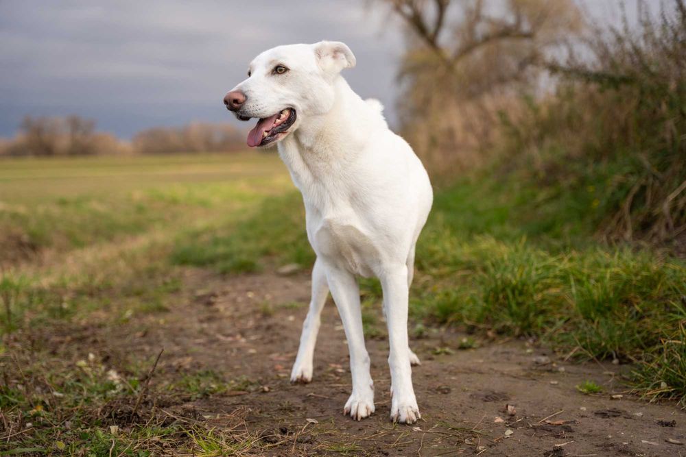 BIANCO - piękny, duży, domowy pies