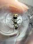 Mrowki camponotus parius królowa 2025r.