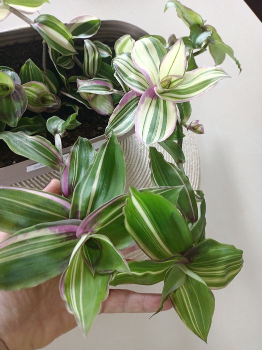 Trzykrotka kolekcjonerska Callisia variegata sosonuscensis Ogon smoka