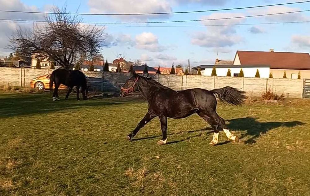 Ogierek śląski z pełnym pochodzeniem