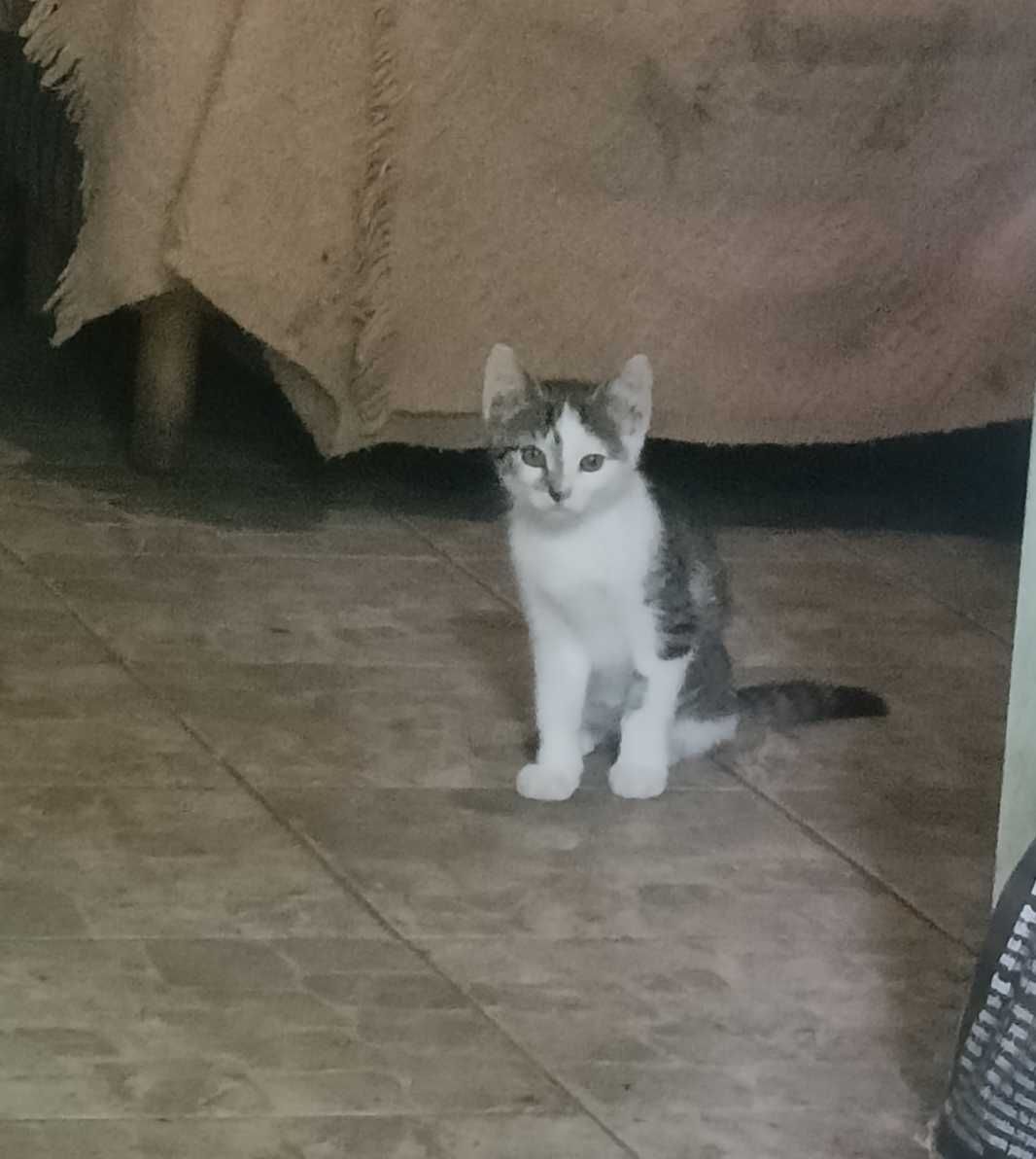 Kotek do adopcji