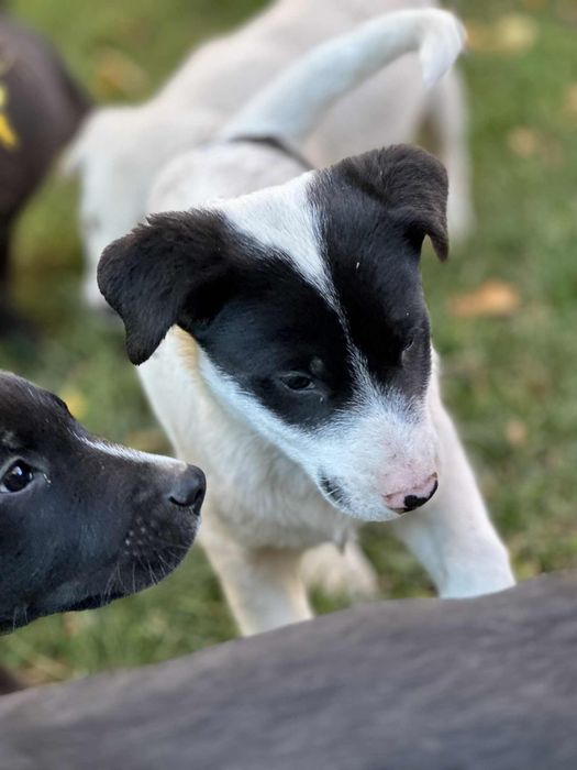 Oddam pieski w dobre ręce mieszane labradory