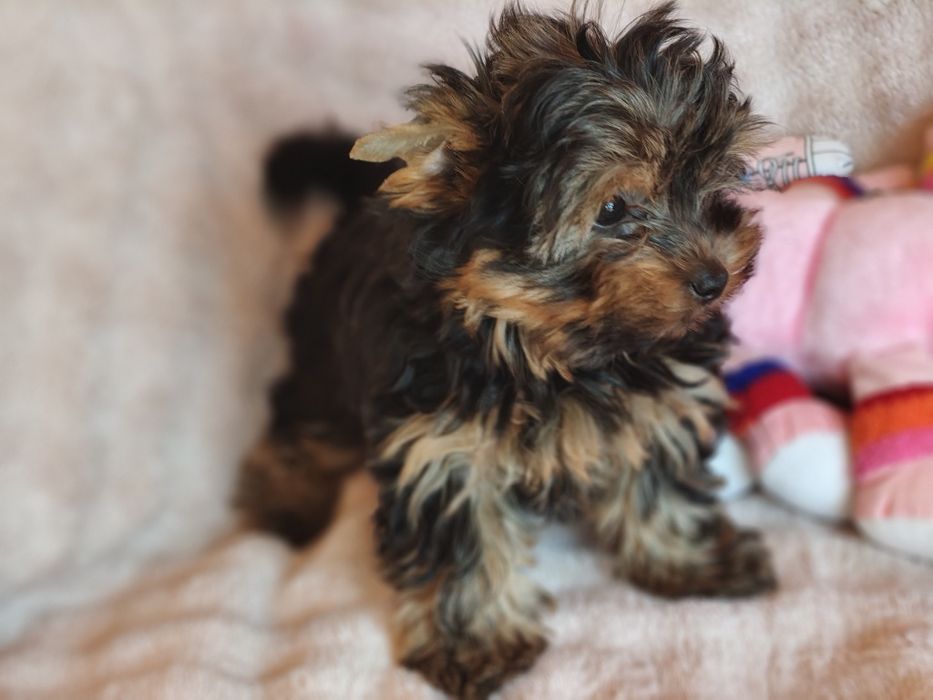 Suczka Yorkshire terrier