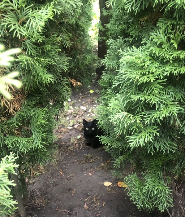 Віддам кошенят у добрі руки! ( плямисту кицю забрали)