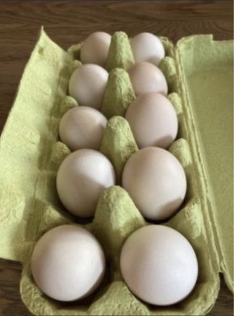 Swojskie jajka od kur z wolnego wybiegu