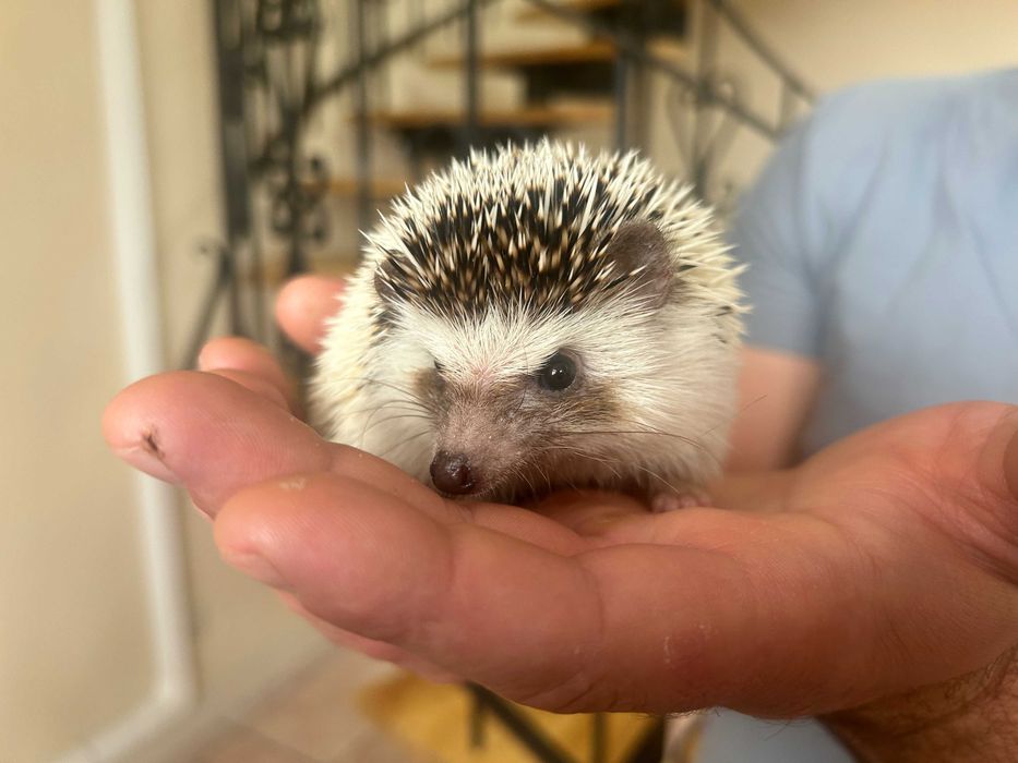 Jeż Pigmejski - młode jeżyki zmienią dom- transport po całej Polsce