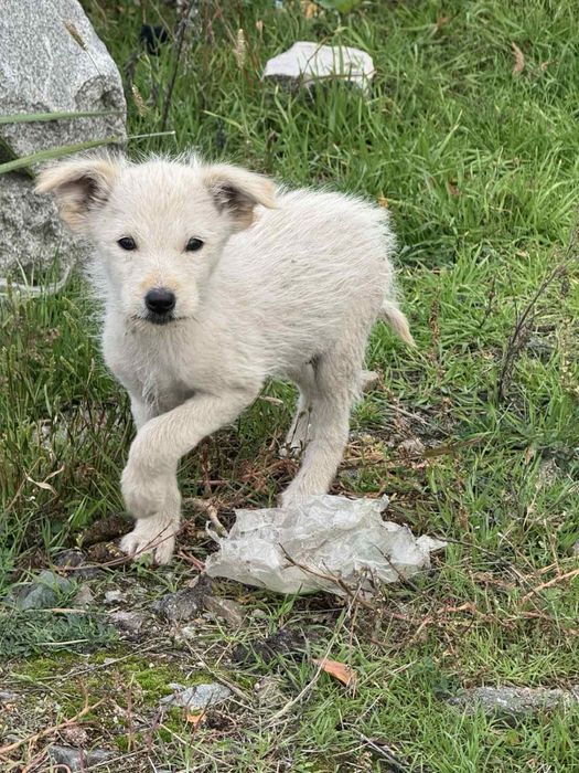 Віддам безкоштовно